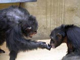 Ученые выявили зачатки культуры у "рукопожатных" шимпанзе 
