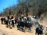 Мадагаскарские крестьяне с камнями и копьями покарали похитителей скота, убив около 90 человек