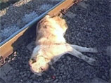 В Караганде собака породы алабай спасла хозяина ценой своей жизни