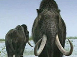 В Усть-Янском районе Якутии участники проходившей в августе международной палеонтологической экспедиции "Яна-2012" обнаружили уникальные материалы по изучению мамонта - в том числе живые клетки доисторического животного