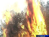 Сотрудники авиалесоохраны в Приамурье зарабатывали деньги, поджигая лес