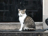 Премьер-министр Великобритании Дэвид Кэмерон, устав от лени и бездействия "главного мышелова" своей резиденции на Даунинг-стрит - кота Ларри, снял животное с высокого поста