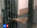 Скандал с пытками в Грузии: бежавший тюремщик заявил, что насиловали и убивали врагов Саакашвили Скандал с пытками в Грузии: бежавший тюремщик заявил, что насиловали и убивали врагов Саакашвили