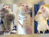 Опубликованные на днях пугающие результаты исследования, проведенного европейскими учеными о якобы отрицательном влиянии на здоровье крыс генетически модифицированной кукурузы обеспокоили российские власти