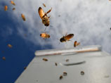 Америку атакуют "пчелы-зомби": ученые гадают, кто заразится следующим
