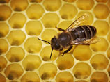 Первые случаи заражения пчел "болезнью зомби" были зарегистрированы в 2008 году в Сан-Франциско