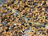 Америку атакуют "пчелы-зомби": ученые гадают, кто заразится следующим