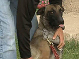 В США город Вон из-за "жестокой" Фемиды остался без полиции, но со служебной собакой