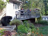 ВИДЕО: американка наорала на дикого медведя, обратив его в бегство