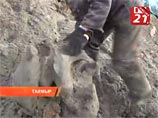 Туша мамонта, найденная на Таймыре Туша мамонта, найденная на Таймыре
