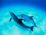 Украина возобновляет подготовку боевых дельфинов - в своих и российских интересах