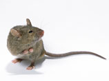 Американские биологи доказали, что мыши обладают музыкальной памятью и умеют заучивать мелодии, которые они слышат