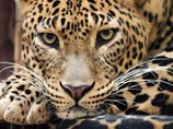 Дрессировщик о нападении своего леопарда на ребенка в Домодедово: виноваты родители, а зверь безопасен