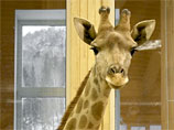 В красноярском парке один за другим умирают жирафы: из-за чипсов, от тоски и по неизвестной причине