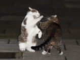 Драка на Даунинг-стрит: кот британского премьера получил оплеуху от кошки министра финансов