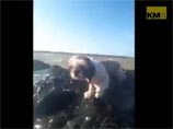 "Все в порядке, чувак": британский экстремал спас щенка посреди бурной реки и снял трогательное ВИДЕО