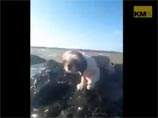 "Все в порядке, чувак": британский экстремал спас щенка посреди бурной реки и снял трогательное ВИДЕО "Все в порядке, чувак": британский экстремал спас щенка посреди бурной реки и снял трогательное ВИДЕО