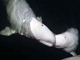 В США нашли кита, который умеет петь человеческим голосом (АУДИО) В США нашли кита, который умеет петь человеческим голосом (АУДИО)