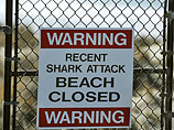 В американском штате Калифорния акула во вторник напала на серфингиста неподалеку от Авиационной базы ВВС Ванденберг