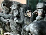 У обезьян, в отличие от людей, особи женского пола после прекращения периода фертильности становятся дряхлыми и вскоре умирают