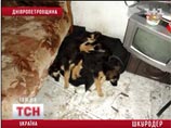 На Украине 23-летний педофил выжигал животным гениталии и замучил до 1000 щенков, находясь под домашним арестом