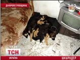 Находясь под домашним арестом, садист постоянно мучил маленьких собак, используя для изуверских пыток паяльник и кислоту Находясь под домашним арестом, садист постоянно мучил маленьких собак, используя для изуверских пыток паяльник и кислоту