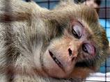 Поймана американская обезьяна, которая несколько лет провела "в бегах"