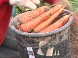 Под Ульяновском школьники неделю вместо уроков убирали морковь