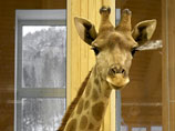   Причиной гибели жирафов в зоопарке Красноярска стали непривычные для них условия, установили ветеринары