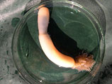 Морской червь доказал, что желудок человека произошел еще 500 млн лет назад (ВИДЕО)