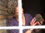 Шестеро британцев три с половиной часа спасали ежа, застрявшего в пакете из-под чипсов
Шестеро британцев три с половиной часа спасали ежа, застрявшего в пакете из-под чипсов
