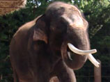 В южнокорейском зоопарке научили говорить слона (ВИДЕО)