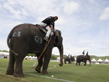 Для того, чтобы исполнить "слоновью" мечту своего возлюбленного, супермодель уже заказала семерых слонов, которых подвезут на грузовиках из Джодхпура на специальную площадку для этой экзотической игры