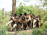 В  зоопарке  Питтсбурга двухлетнего малыша  загрызли африканские дикие собаки 
