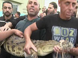 Крокодил, сбежав из зоопарка, два года резвился в Секторе Газа, но попался в бассейне
