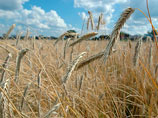 Дефицит продовольственной пшеницы и ржи возникнет уже в конце весны 2013 года