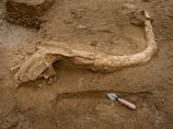Останки шерстистого мамонта (Mammuthus primigenius), одного из крупнейших млекопитающих, живших на Земле от 200 до 500 тысяч лет назад, был обнаружен археологами недалеко от Парижа
