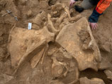 Под Парижем найден "почти идеальный" скелет мамонта Гельмута. Но до российского Жени ему далеко