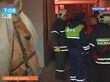 На территории Новомосковского округа правоохранительные органы ищут преступников, похитивших двух лошадей. Вскоре злоумышленники бросили добычу прямо в пешеходном переходе через шоссе, когда одна из лошадей испугалась