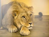 В новокузнецком зоопарке пропал лев: очевидцы заподозрили трагедию