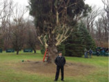 В американском городке Маунт-Олив (штат Нью-Джерси) спилена гигантская ель высотой 24,3 м