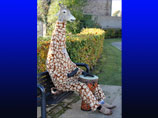 В Шотландии завелся человек-жираф, путешествующий и сеющий добро