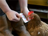 Британская курица, перенеся серьезную травму, научилась считать до восьми (ВИДЕО)