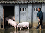 По мнению Хуаня, такие физические упражнения, как плаванье, улучшают иммунитет свиней и повышают качество их мяса