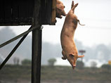 Китайский фермер научил своих свиней прыгать с вышки - вкуснее будут