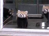YouTube покоряет очередное "зверское" ВИДЕО - о пугливом детеныше панды