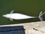 За последние несколько месяцев на побережье Мексиканского залива в США были обнаружены несколько тел дельфинов с явными признаками насильственной смерти