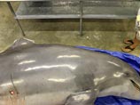 В США разыскивают банду, жестоко истязающую и убивающую дельфинов