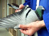 Британские спецслужбы не разгадали шифр в послании голубя 70-летней давности и обратились за помощью к населению Британские спецслужбы не разгадали шифр в послании голубя 70-летней давности и обратились за помощью к населению
