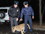 Объявился хозяин львенка, которого нашли дети в Ростовской области